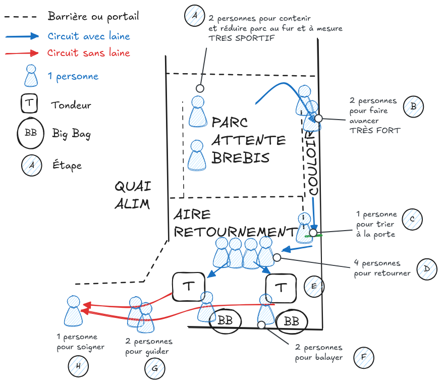 Schéma du parcours des brebis pour la tonte